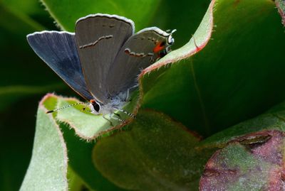 Close-up of butterfly perching on leaf