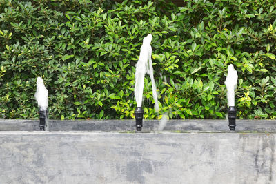 Street amidst trees and plants in city