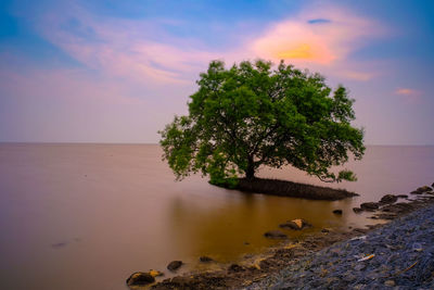 Tree by sea against sky during sunset