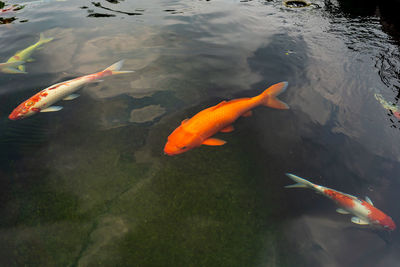 Fish swimming in a lake