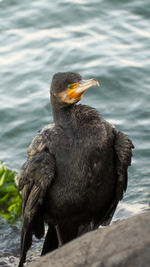 Close-up of bird perching on a lake