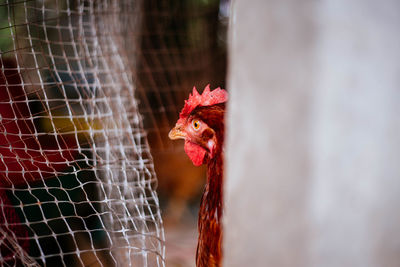 Chicken eggs in the farm