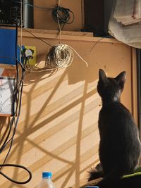 High angle view of cat on the floor