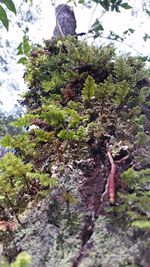 Low angle view of moss on tree