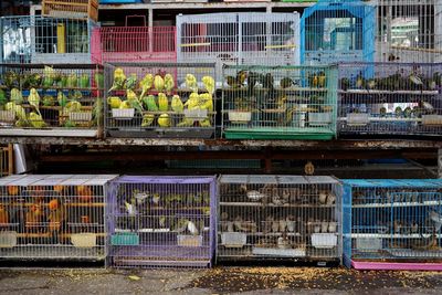 Bird in cage for sale