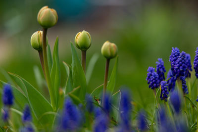 Close-up of purple flowering plant on field