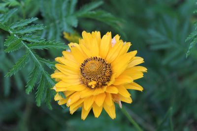 Close-up of bee on yellow flower