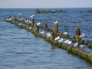 View of wooden posts in sea