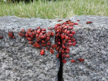 Close-up of red berries on rock