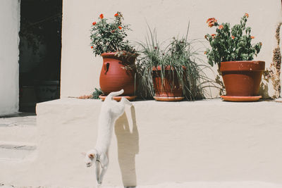 Potted plant against white wall