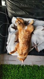 High angle view of cat sleeping