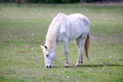 Horse grazing on field