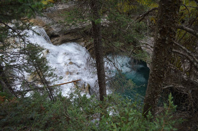 River flowing through forest
