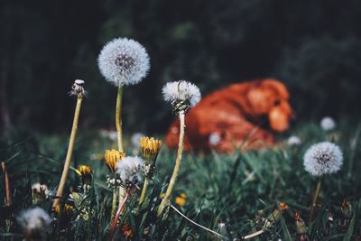 Close-up of dandelion blooming in field