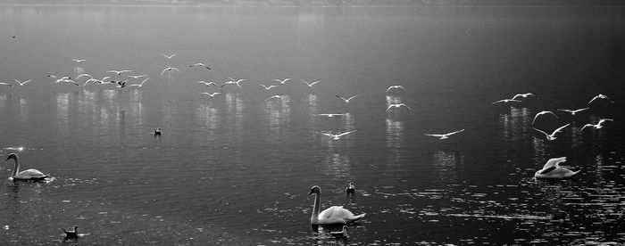 Swans swimming in lake