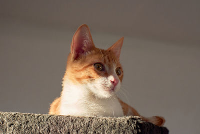 Close-up of a cat looking away against wall
