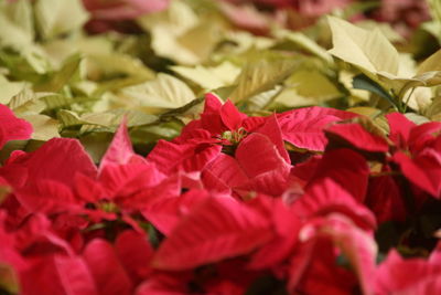 Close-up of red flowering plant