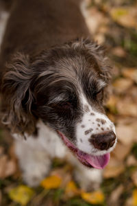 English springer spaniel smiling while enjoying the fall leaves. 