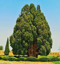 4000 years cedar tree at abarkooh city, iran thats still alive 