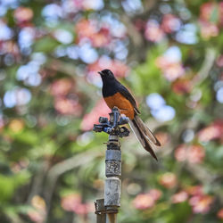 Close-up of bird perching on branch