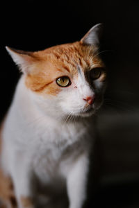 Portrait of a domestic cat looking away