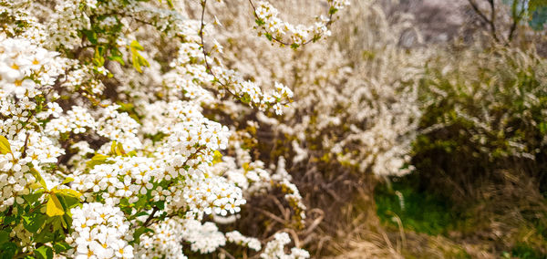 Close-up of white flowering plant