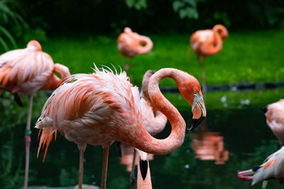 Close-up of flamingo standing in lake