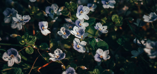 Close-up of white flowering plants on field