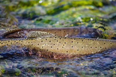 Close-up of fish underwater