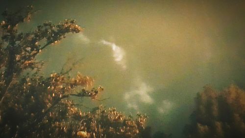 Low angle view of trees against sky