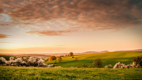 Scenic view of grassy field against sky during sunset