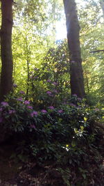 View of flowering trees in forest