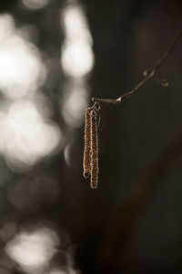 Close-up of frozen plant
