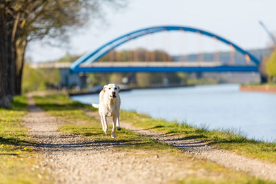 Labrador runs fast on a path along a canal