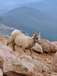 View of a lizard on rock