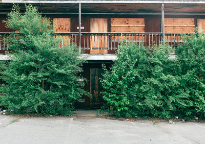 Plants growing outside building