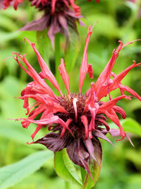 Close-up of pink thistle flower growing outdoors