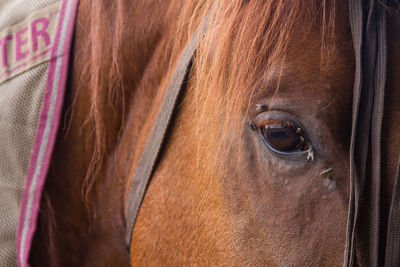 Close-up of a horse eye