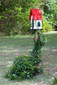 Flower plants growing on field