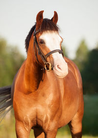 Close-up of horse against sky