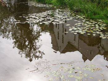 Reflection of grass in puddle