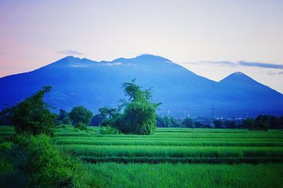 Scenic view of agricultural field against sky