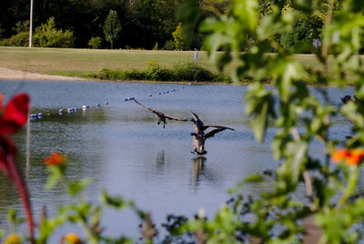 Birds flying over lake