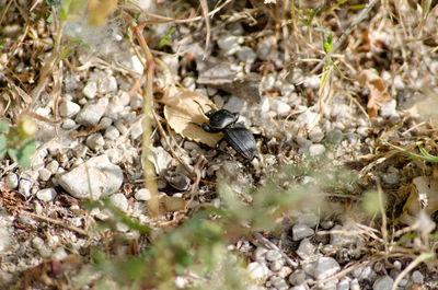 High angle view of bee on ground
