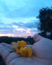 Close-up of hand holding yellow flowering plant against sky