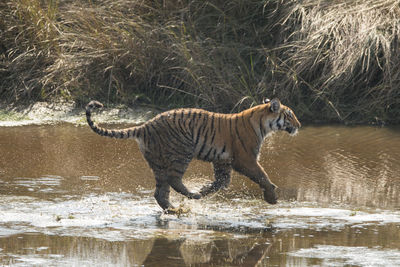 Side view of a cat drinking water