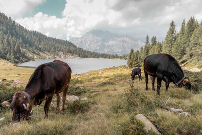 Cows grazing fresh grass on the spectacular italian alps in summer - little lake on background
