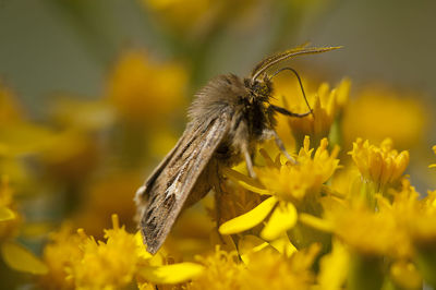 Close-up of butterfly pollinating on yellow flower