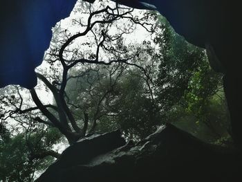 Low angle view of tree against mountain