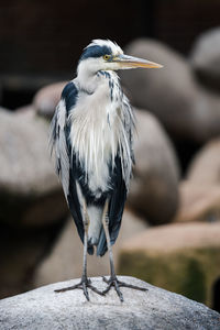 Portrait of a gray heron on a rock